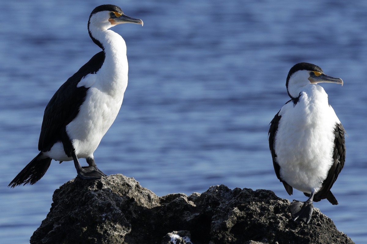 Pied Cormorant - ML643021163