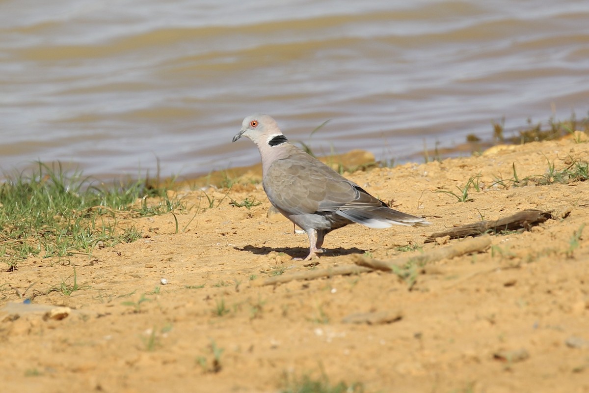 Mourning Collared-Dove - ML643021187