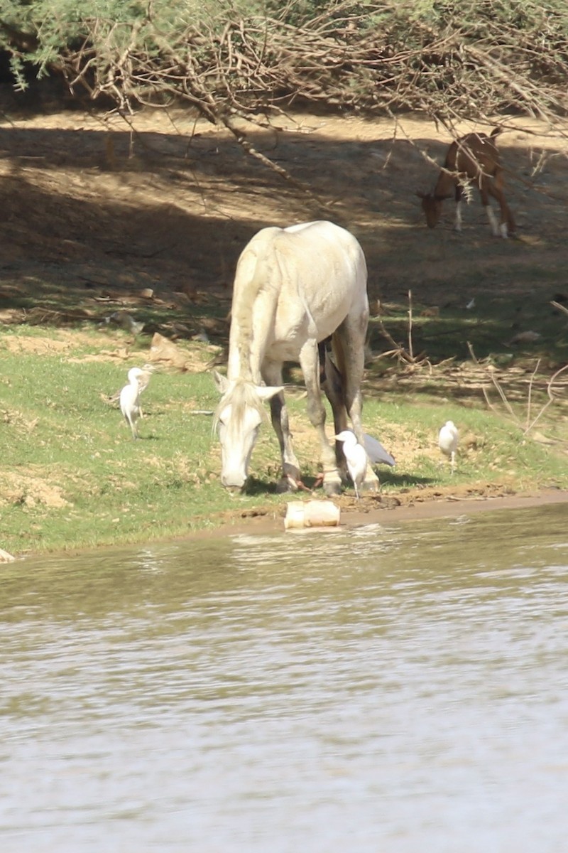 Western Cattle-Egret - ML643021188