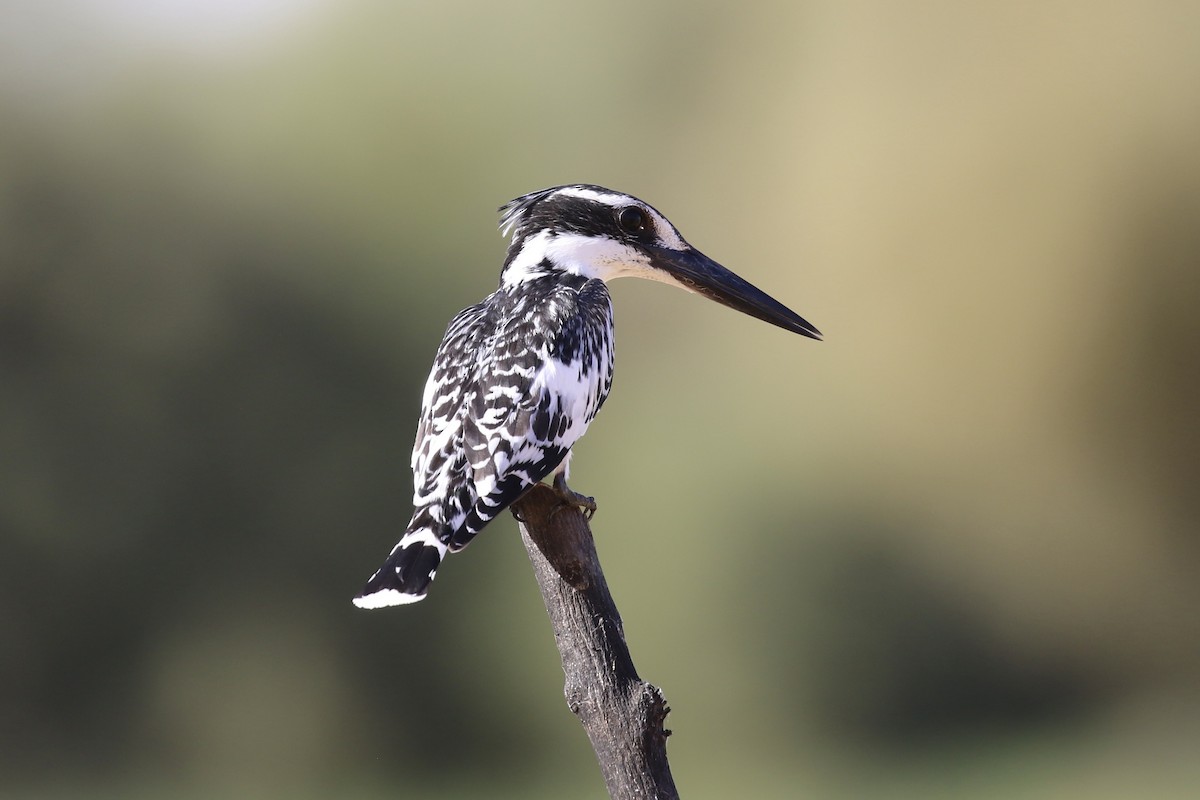 Pied Kingfisher - ML643021193
