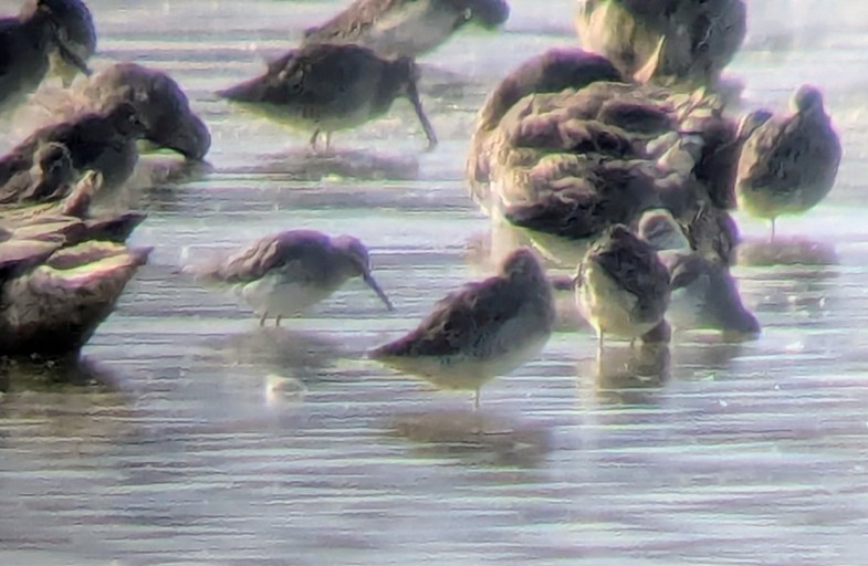Bécasseau à échasses - ML643021198