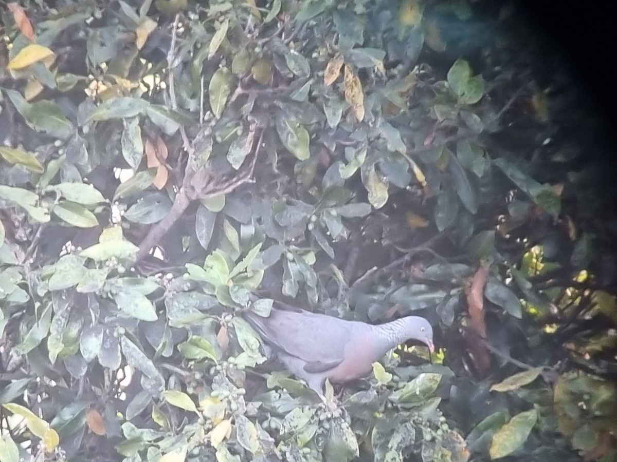 Pigeon trocaz - ML643021207