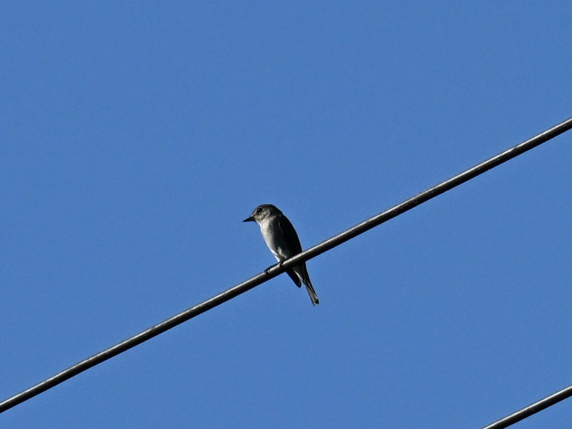 Asian Brown Flycatcher - ML643021223