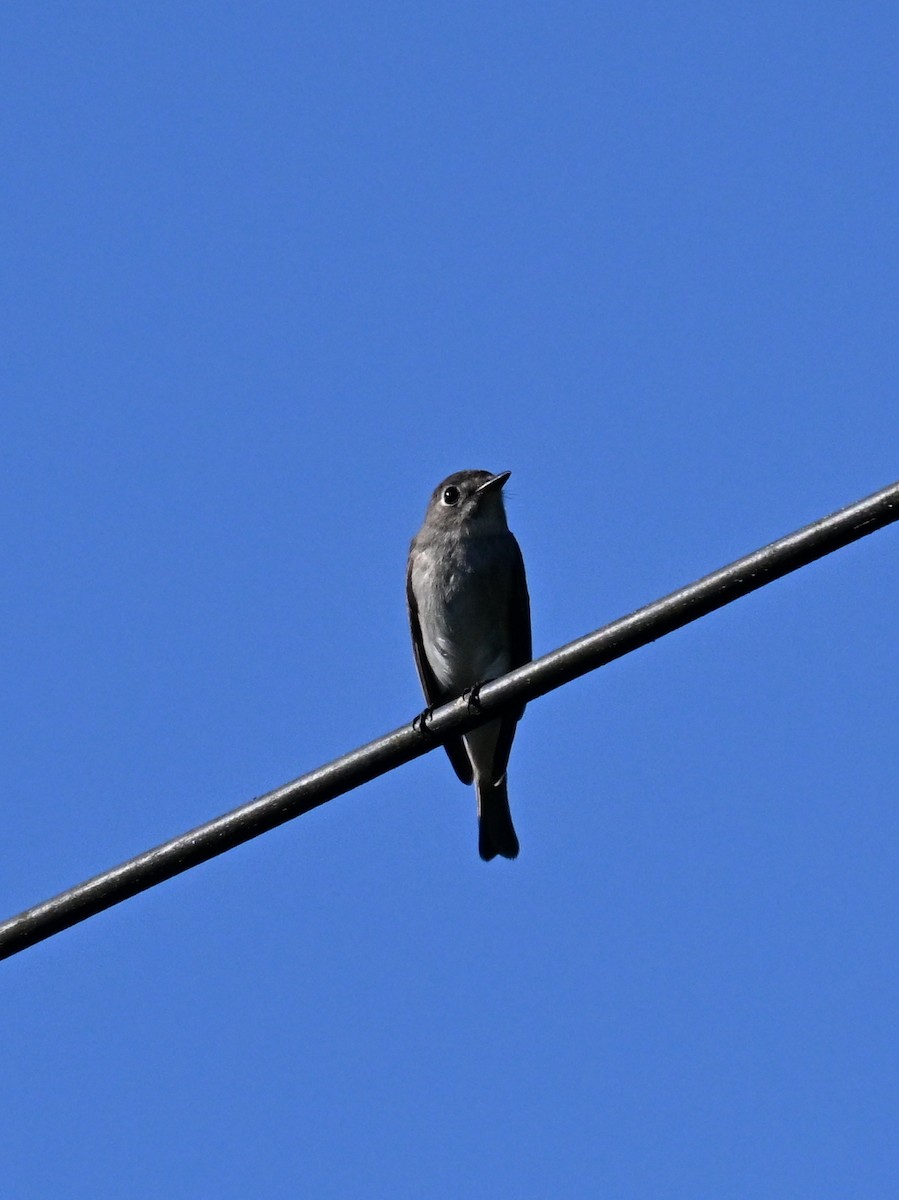 Asian Brown Flycatcher - ML643021224