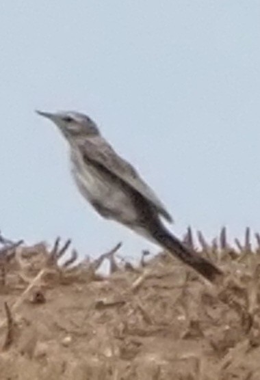 Berthelot's Pipit - ML643021225