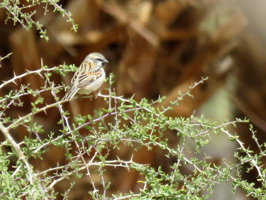 Dead Sea Sparrow - ML643021229
