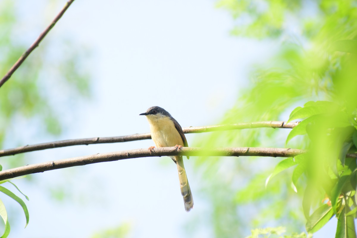 Ashy Prinia - ML643021230