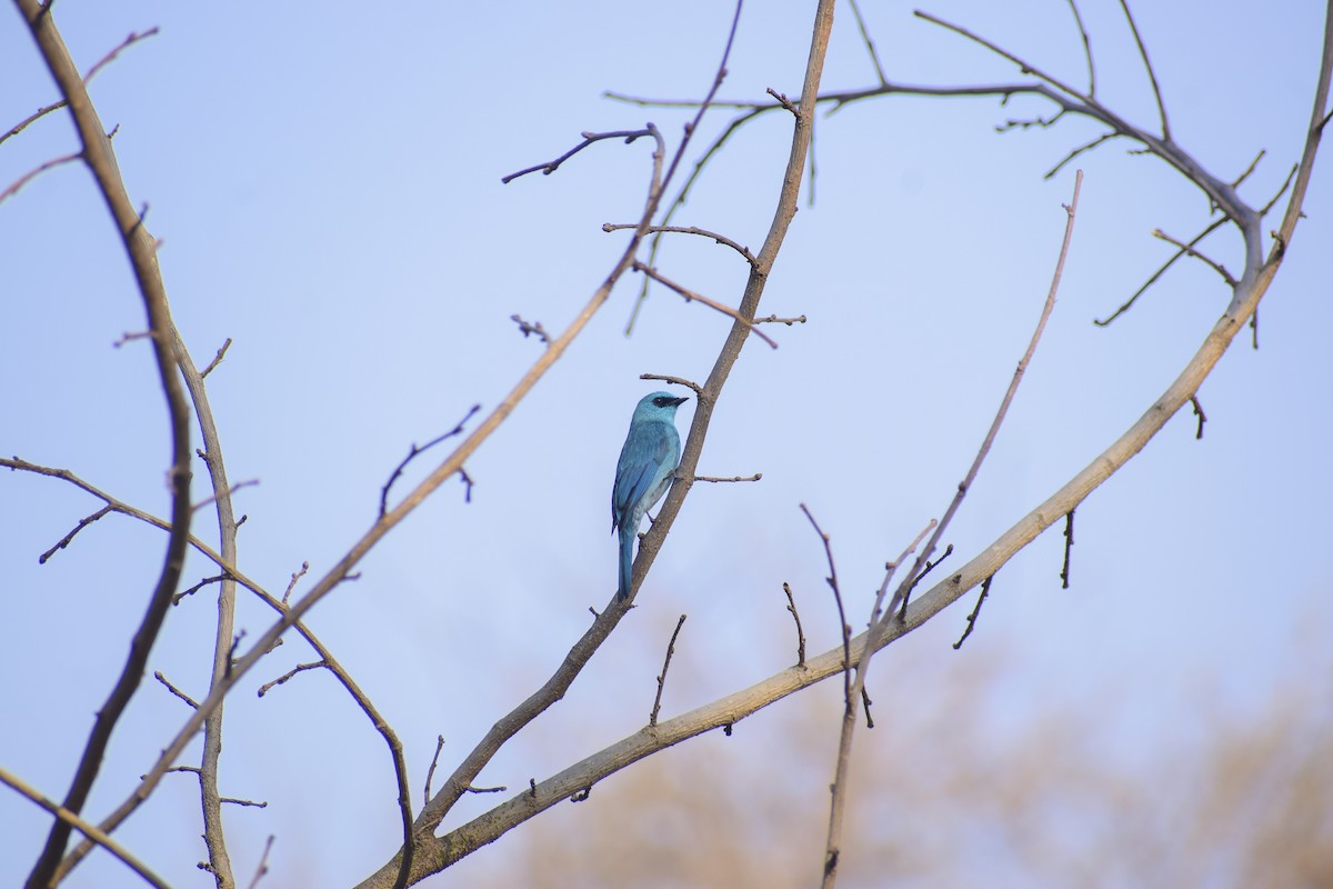 Verditer Flycatcher - ML643021232