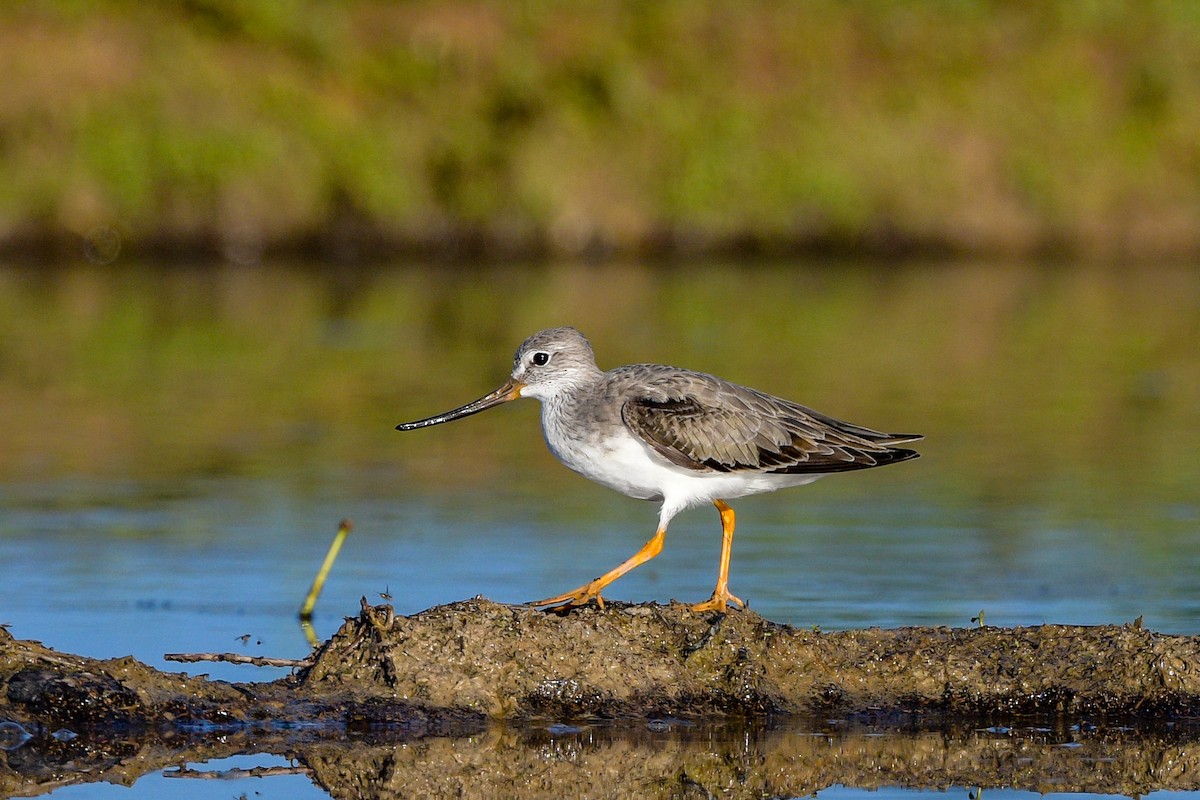 Terek Sandpiper - ML643021233