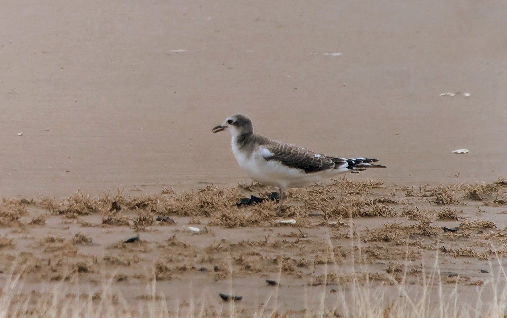 Sabine's Gull - ML643021234