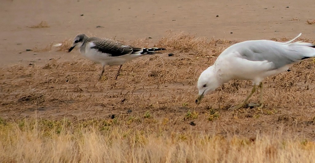Sabine's Gull - ML643021235