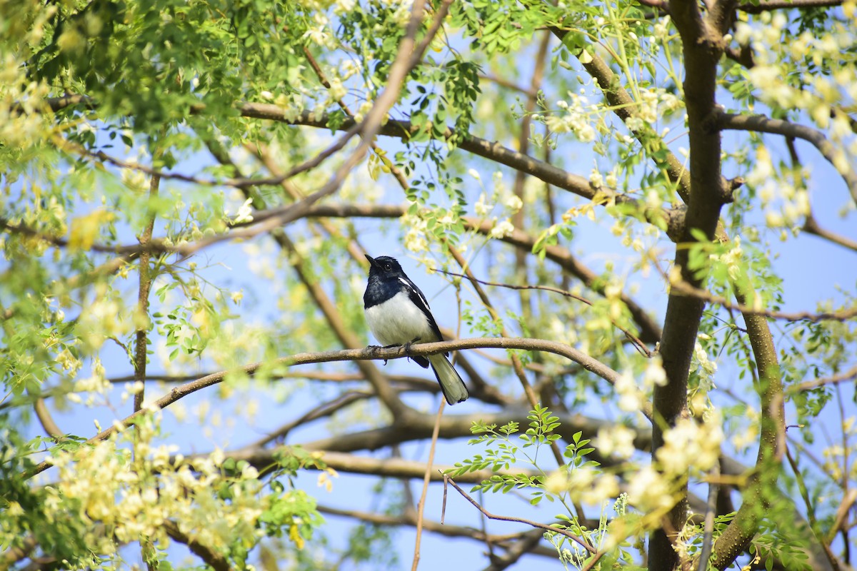 Oriental Magpie-Robin - ML643021236