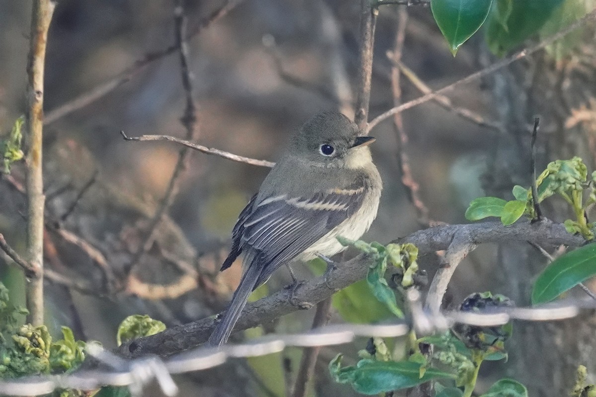 Western Flycatcher - ML643021248