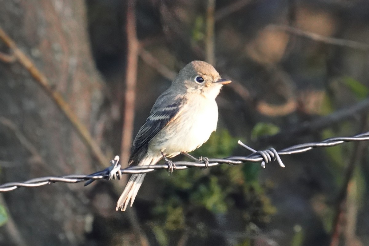 Western Flycatcher - ML643021251
