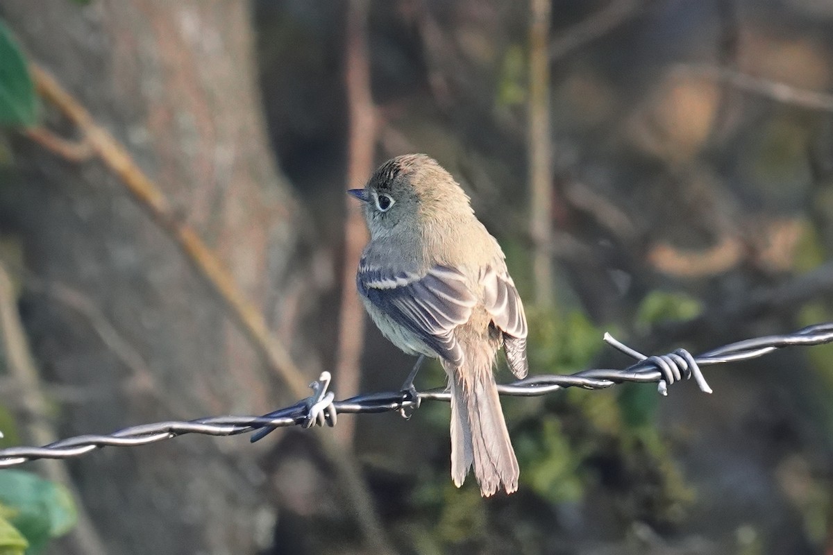 Western Flycatcher - ML643021252