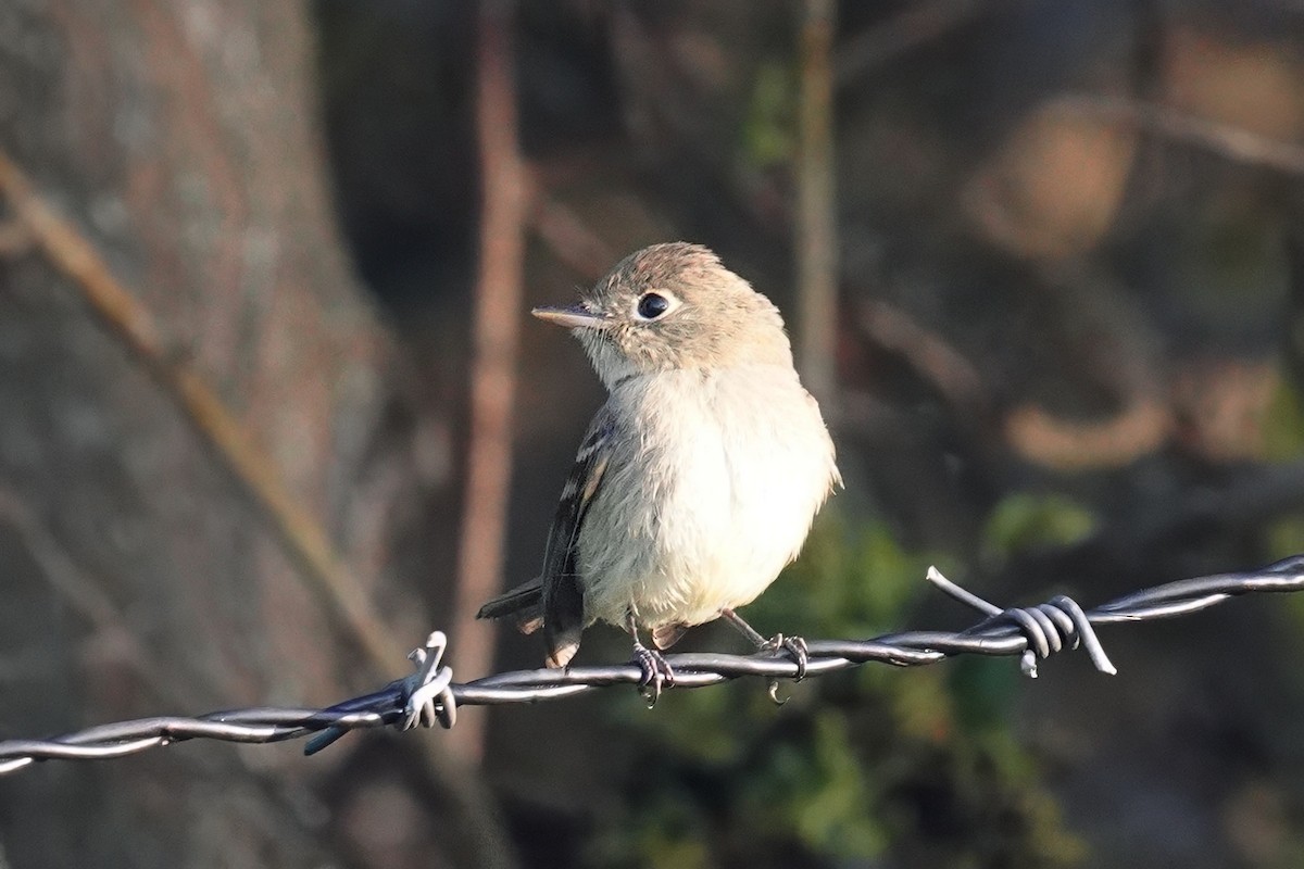 Western Flycatcher - ML643021253