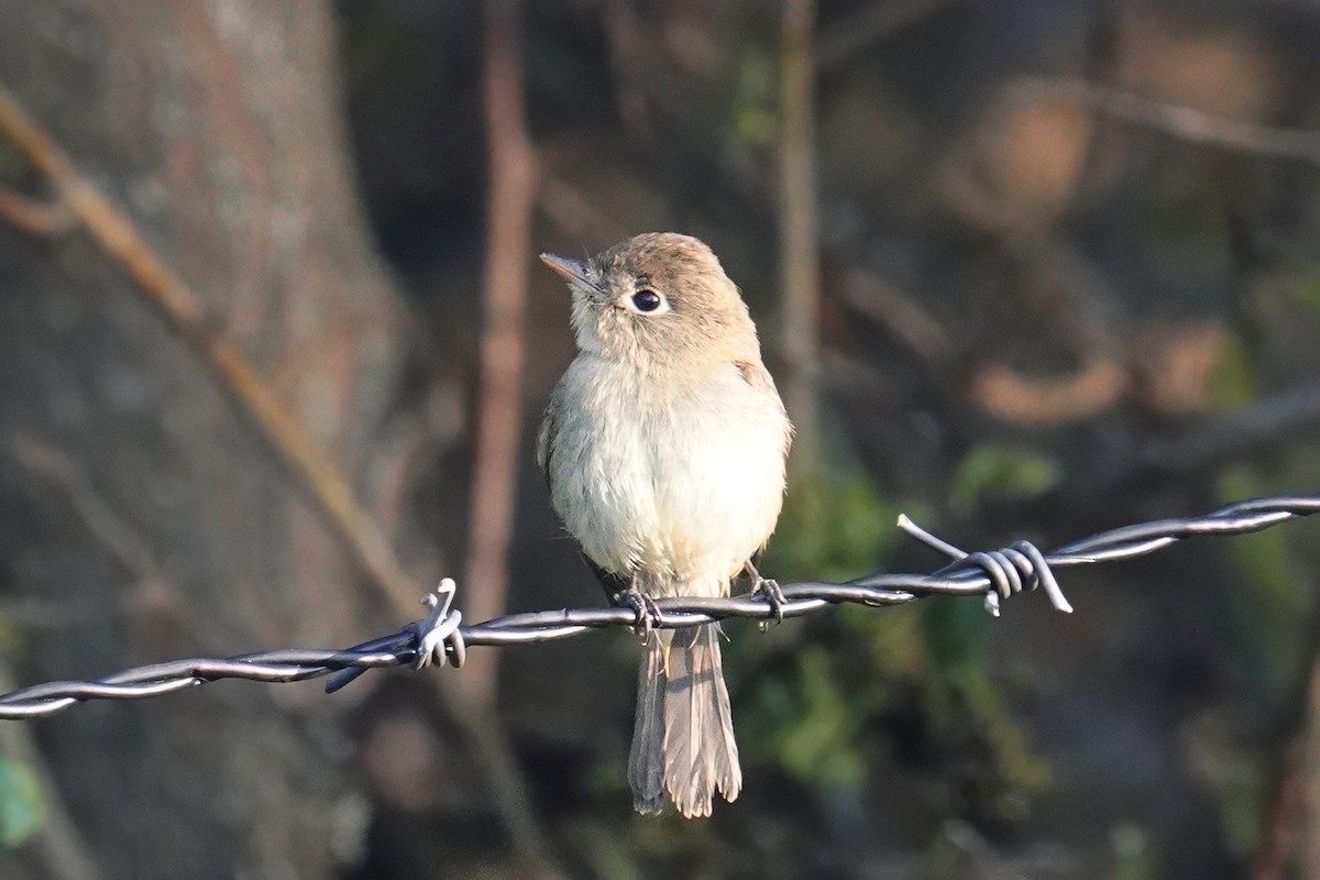 Western Flycatcher - ML643021254