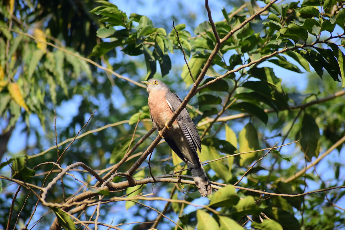 Common Hawk-Cuckoo - ML643021272