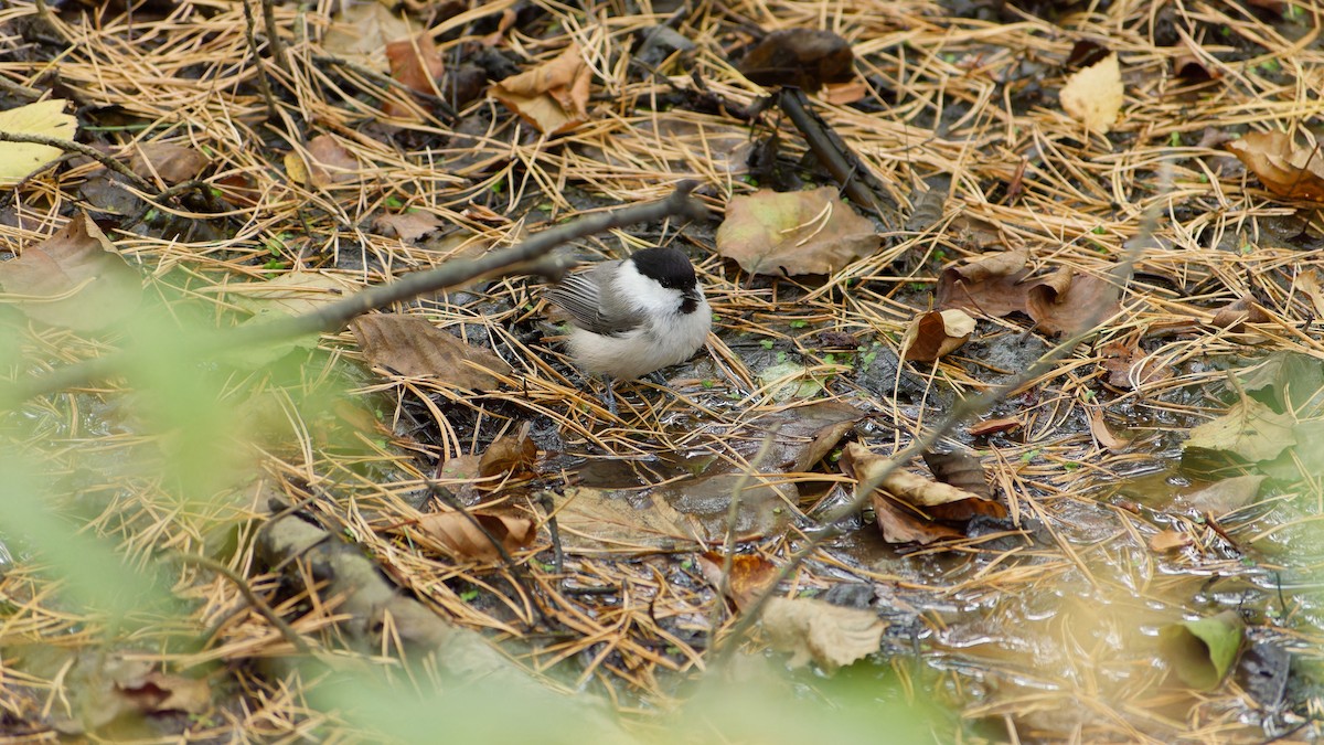 Willow Tit - ML643021273