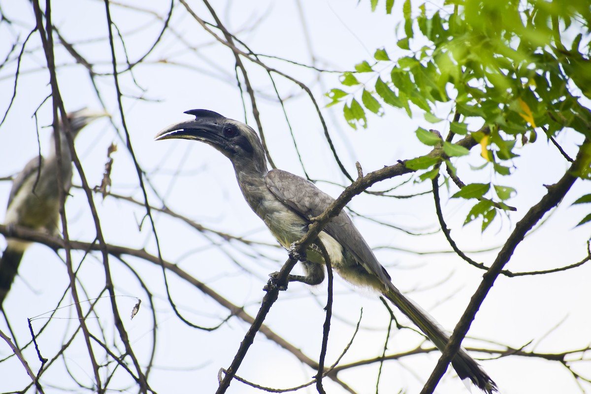 Indian Gray Hornbill - ML643021289