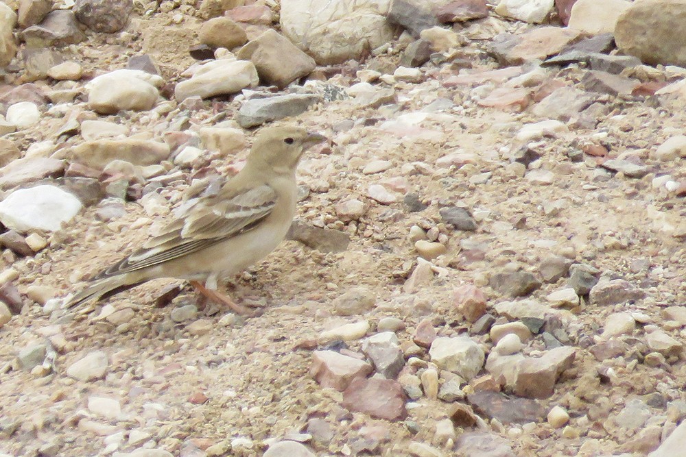 Pale Rockfinch - ML643021302