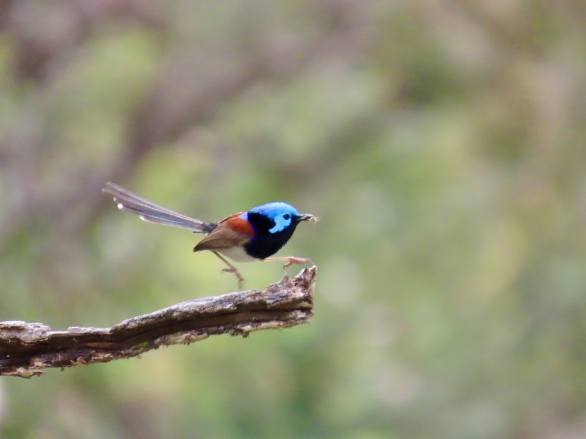 Variegated Fairywren - ML643021303