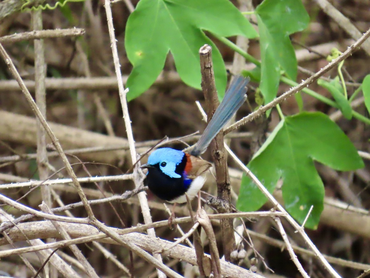 Variegated Fairywren - ML643021304