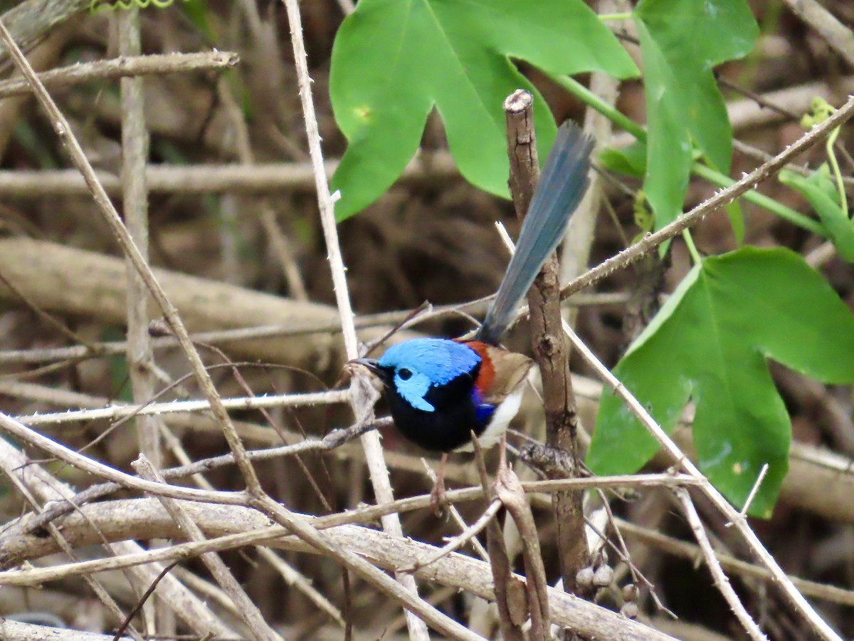 Variegated Fairywren - ML643021305