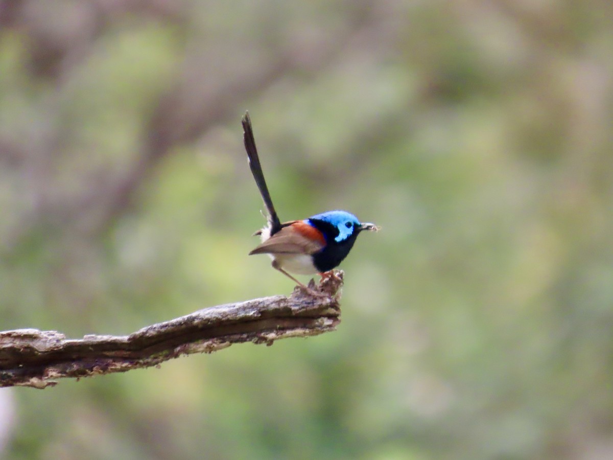 Variegated Fairywren - ML643021306