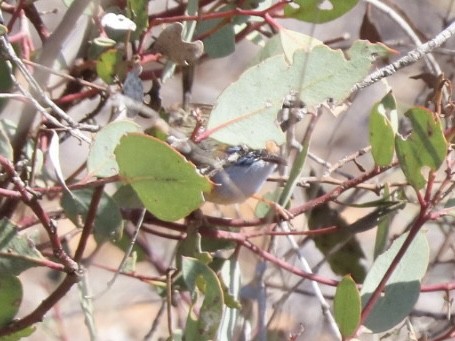 Mallee Emuwren - ML643021309