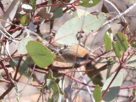 Mallee Emuwren - ML643021310