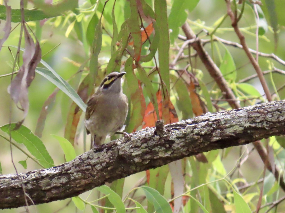 Yellow-faced Honeyeater - ML643021313