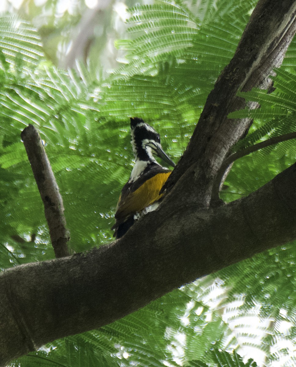 White-naped Woodpecker - ML643021315