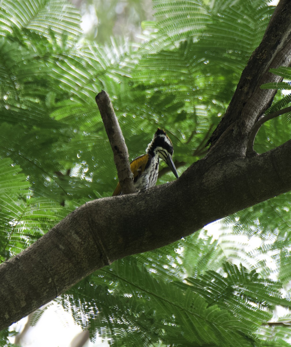 White-naped Woodpecker - ML643021316