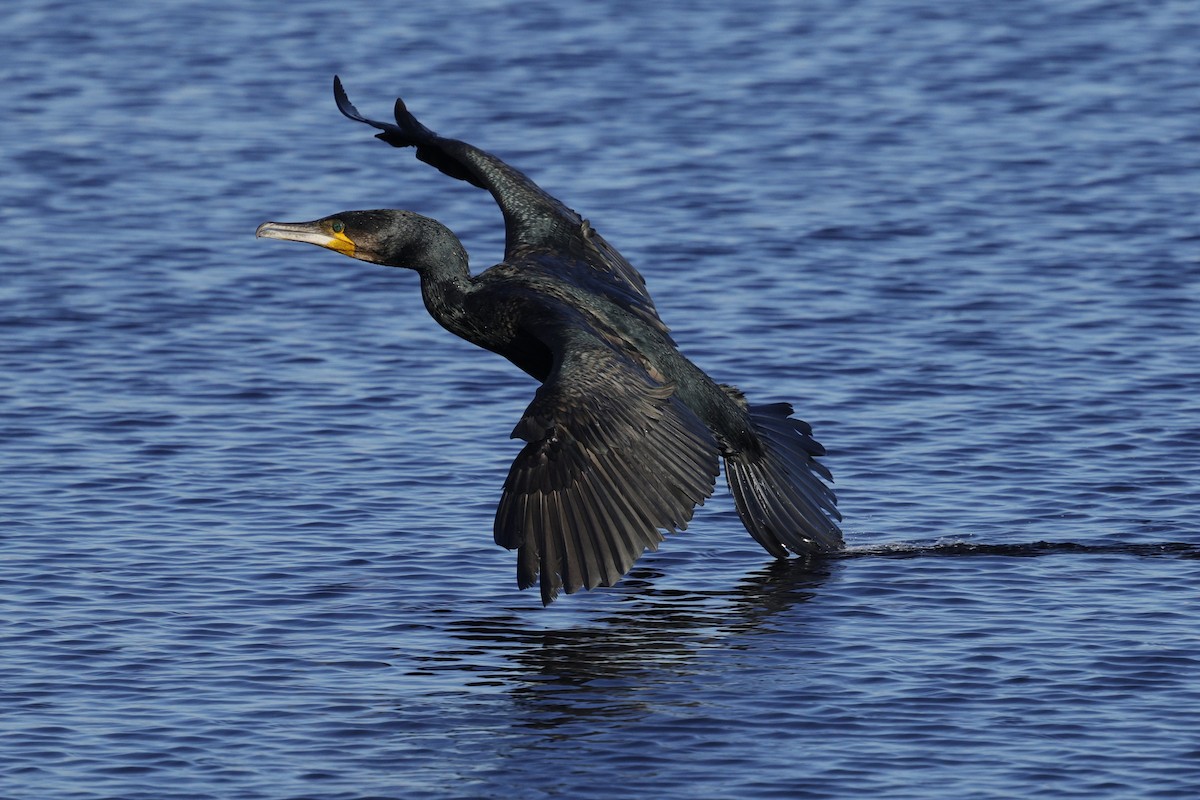 Great Cormorant - ML643021318