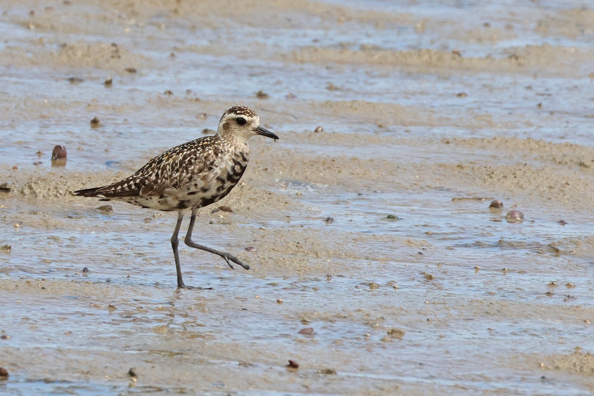 Pacific Golden-Plover - ML643021321