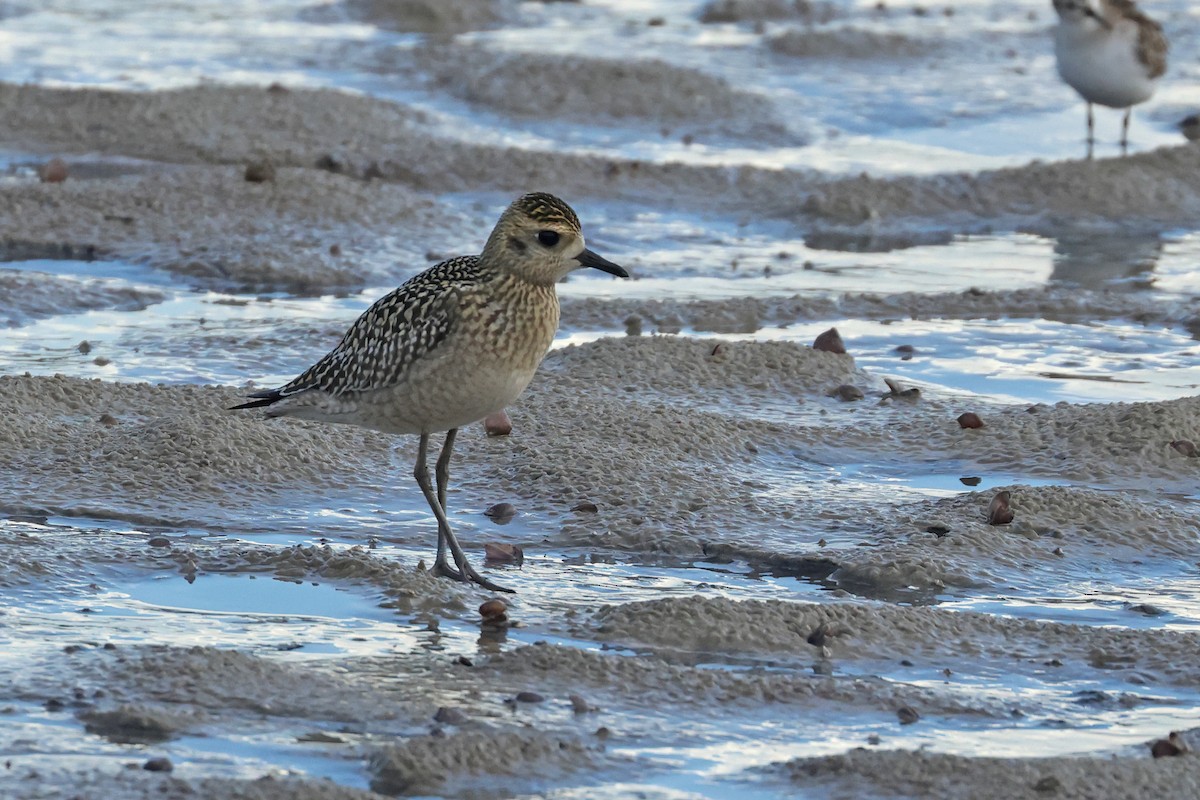 Pacific Golden-Plover - ML643021322