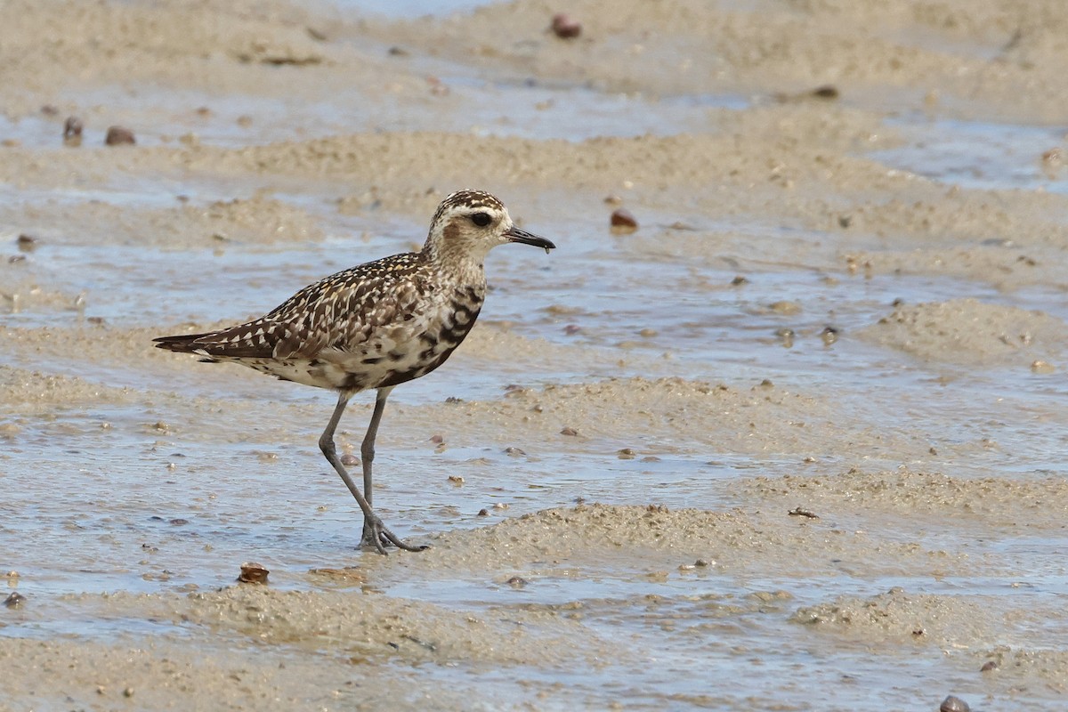 Pacific Golden-Plover - ML643021323
