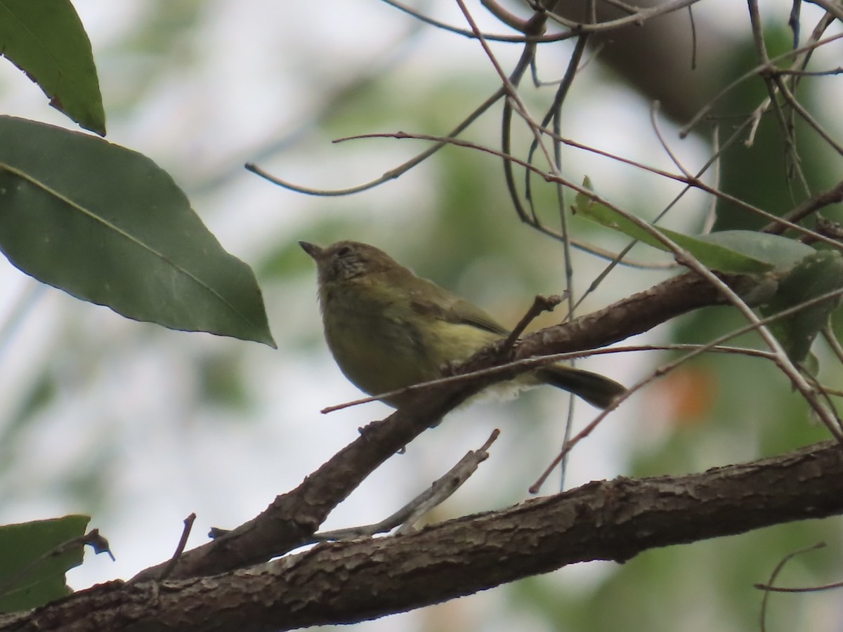 Buff-rumped Thornbill - ML643021326