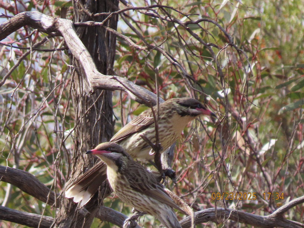 Spiny-cheeked Honeyeater - ML643021327