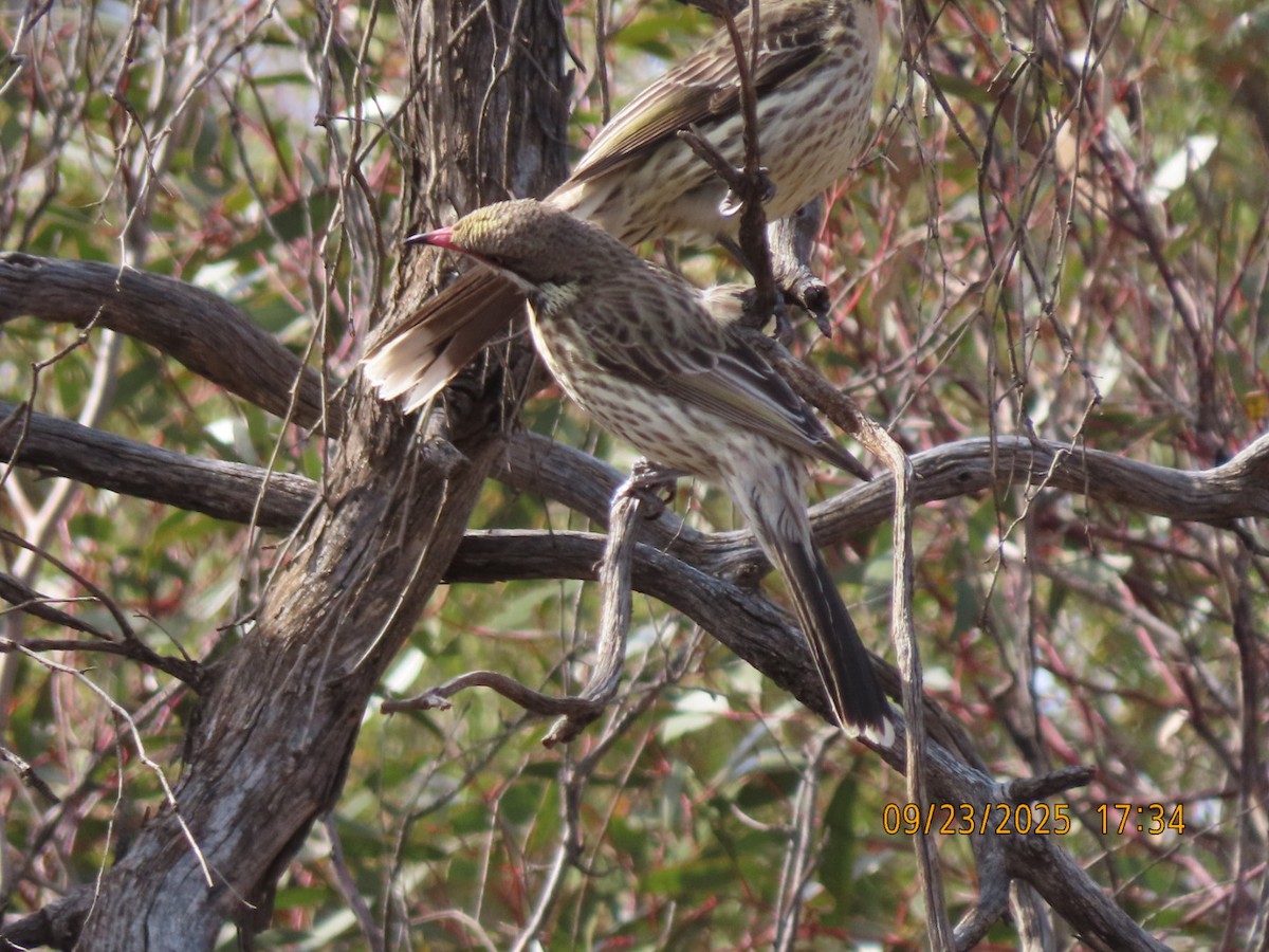 Spiny-cheeked Honeyeater - ML643021328