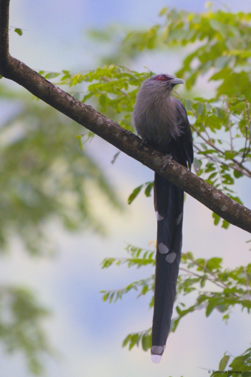 Green-billed Malkoha - ML643021329
