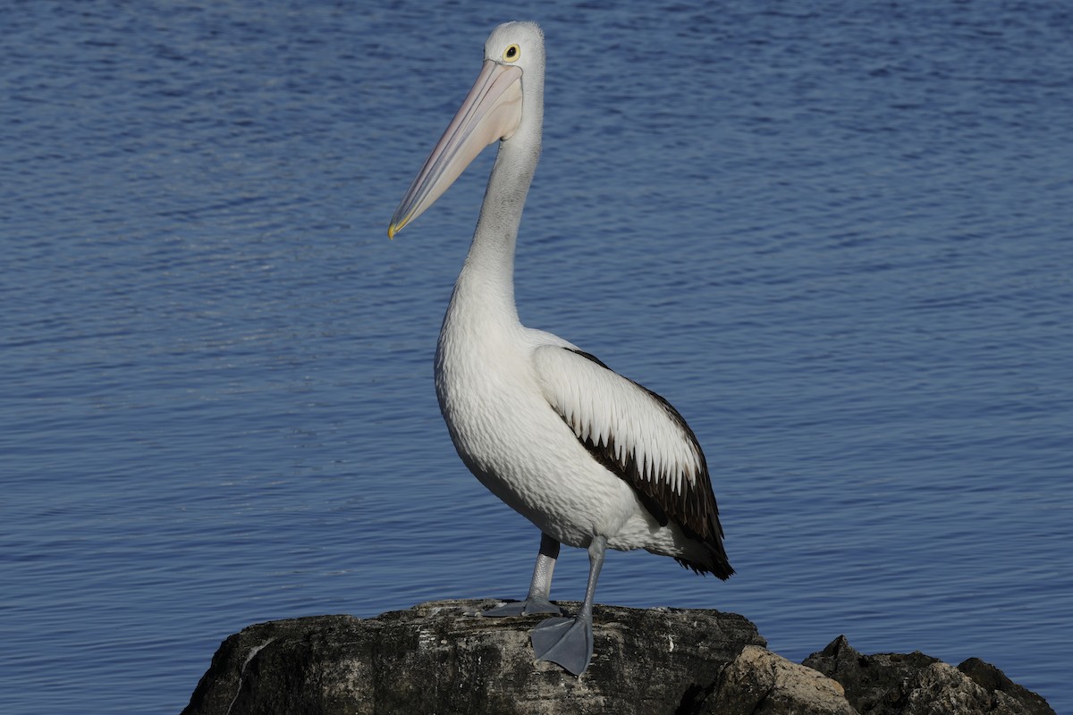 Australian Pelican - ML643021339