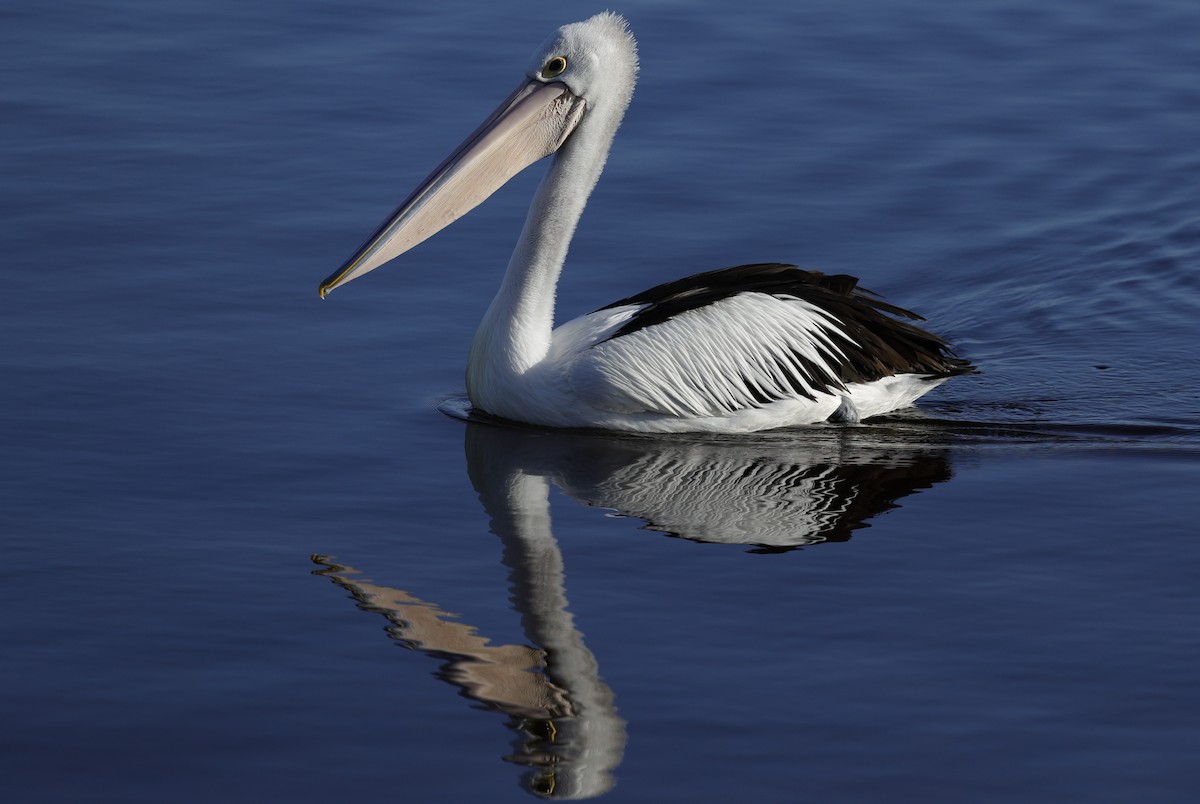 Australian Pelican - ML643021340