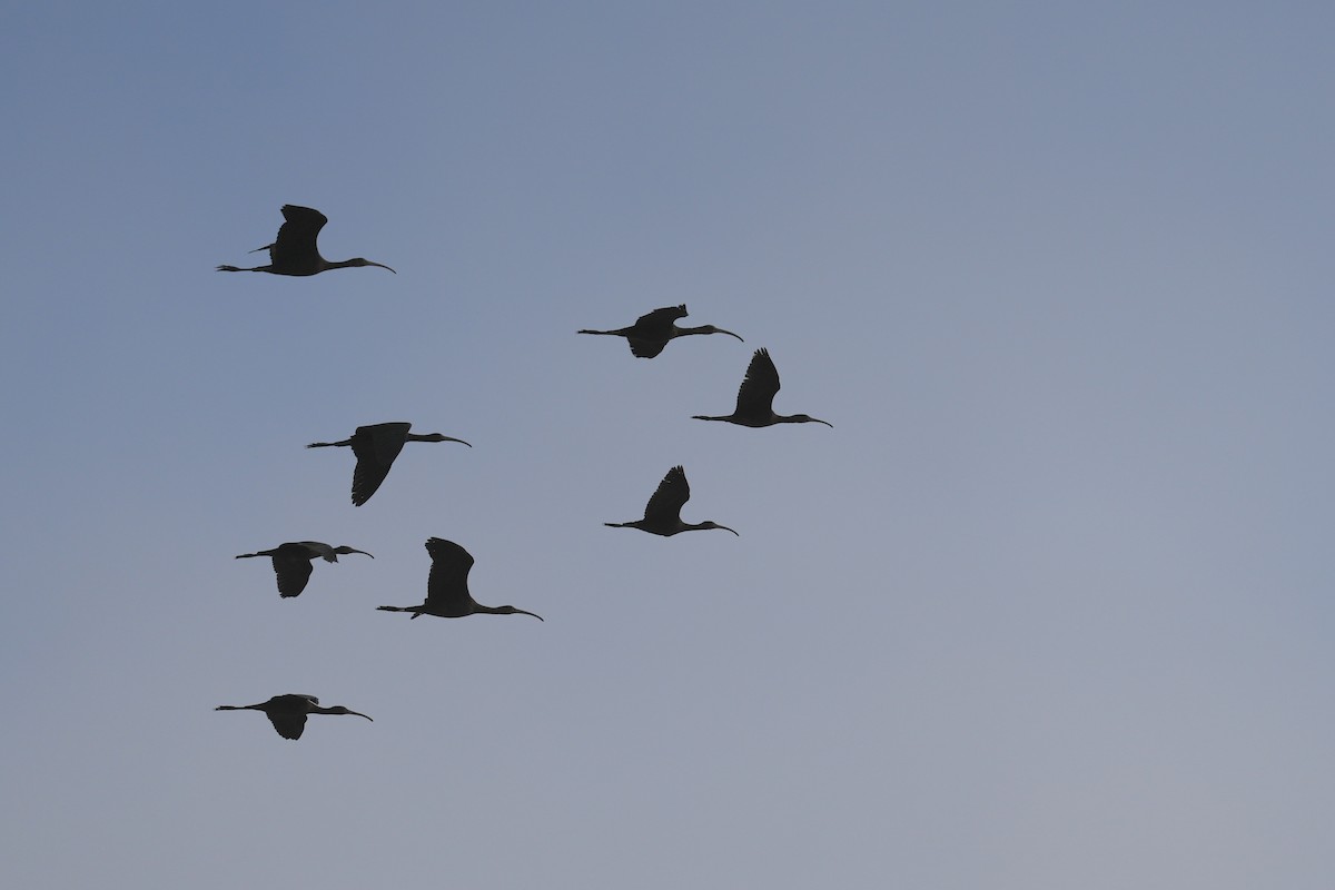 Glossy Ibis - ML643021341