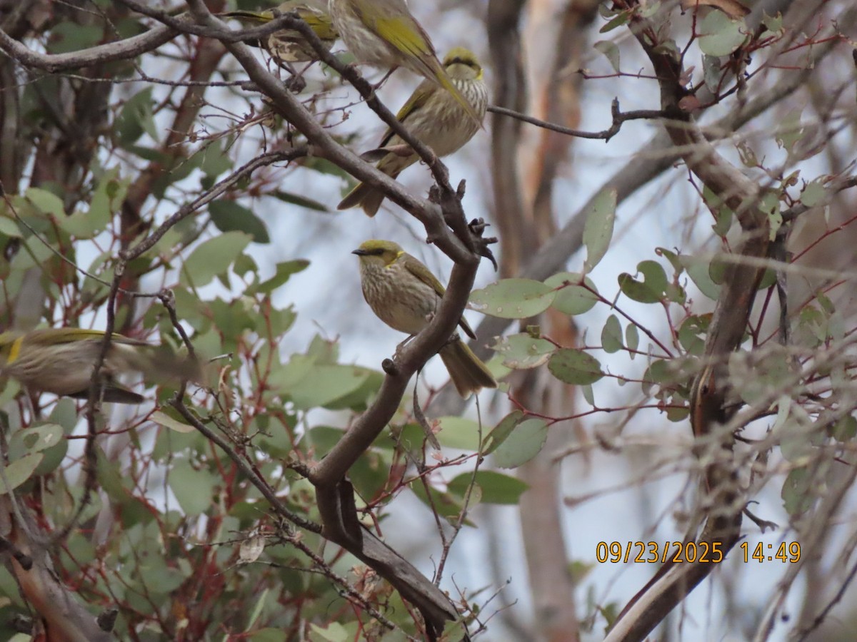 Yellow-plumed Honeyeater - ML643021342