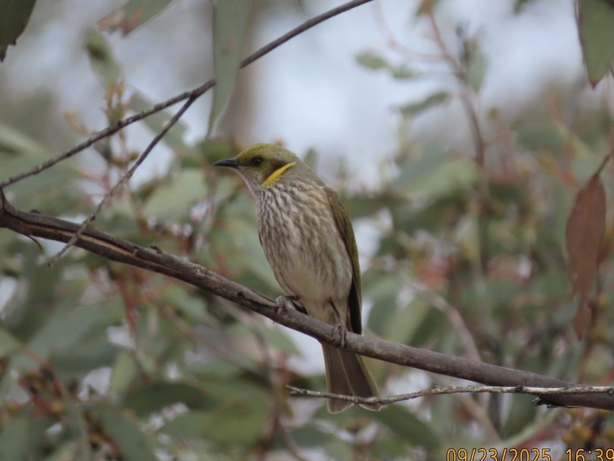 Yellow-plumed Honeyeater - ML643021343