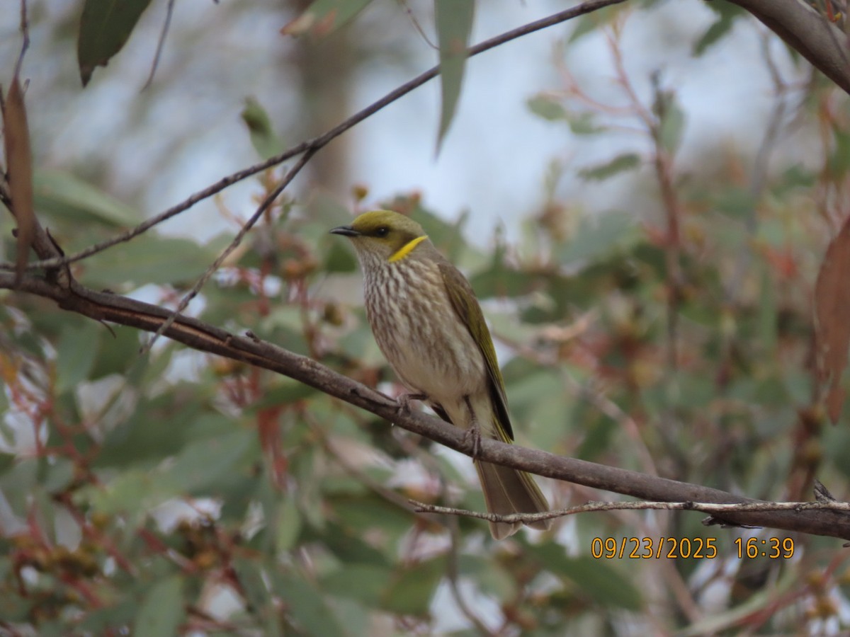 Yellow-plumed Honeyeater - ML643021344