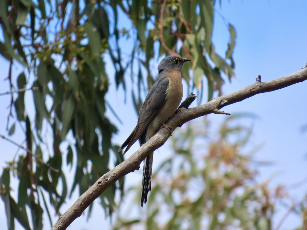 Fan-tailed Cuckoo - ML643021345