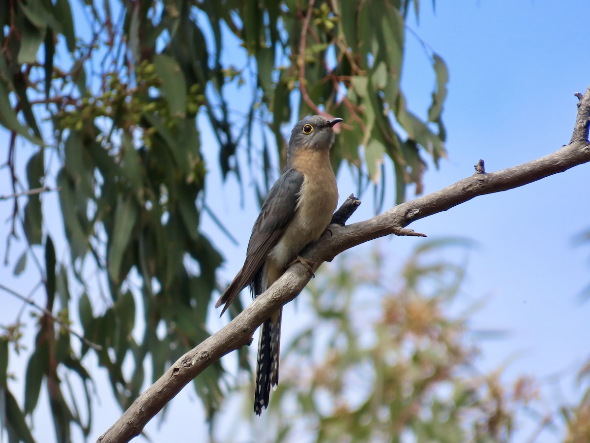 Fan-tailed Cuckoo - ML643021346